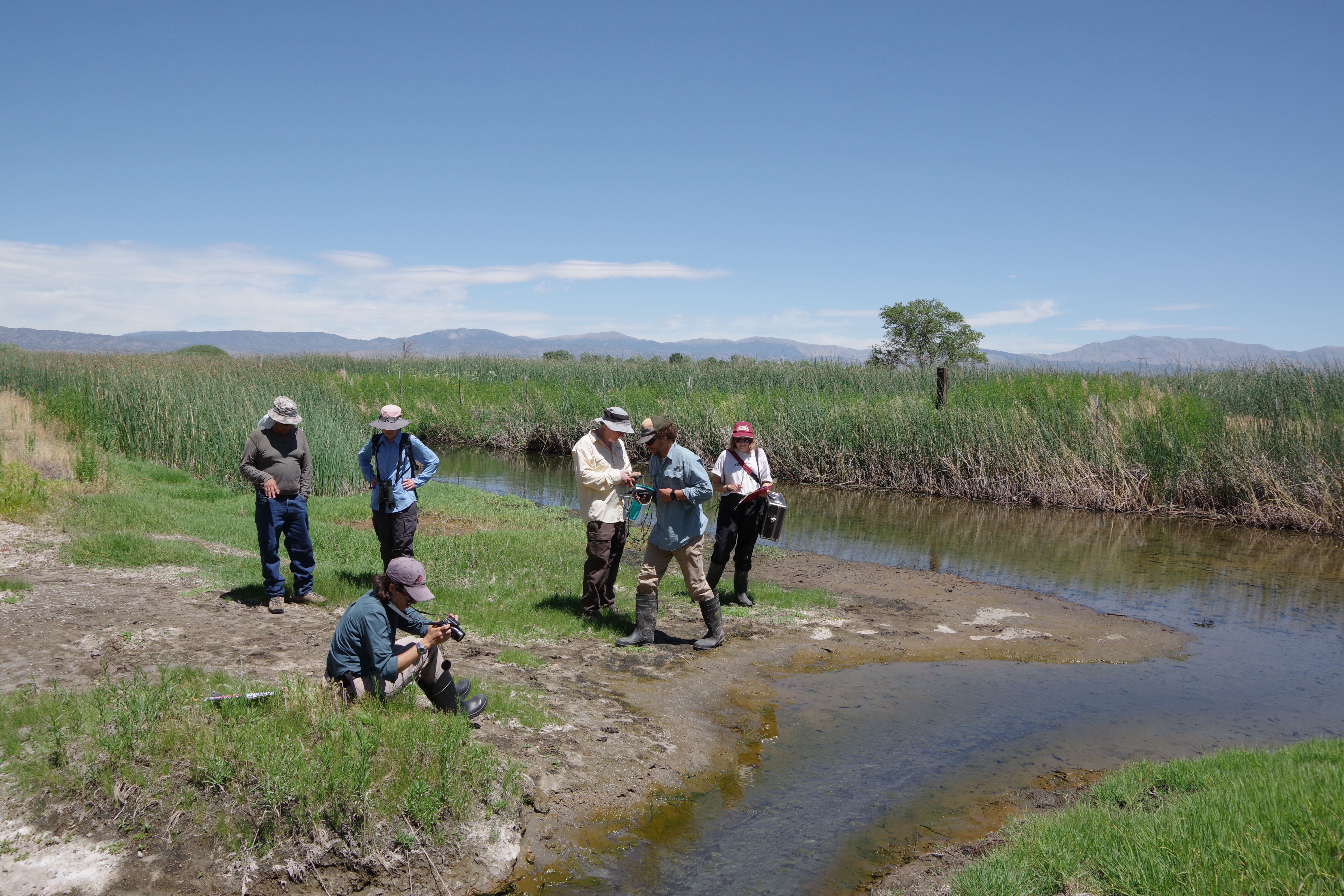 Scientists from TNC and NDNH survey a wetland in Carson Valley. Photo courtesy of Kristin Szabo.